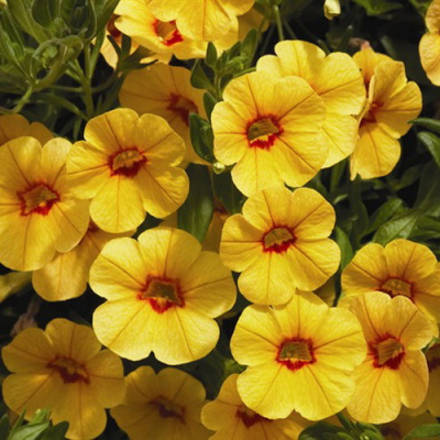 Calibrachoa Kali Red Yellow