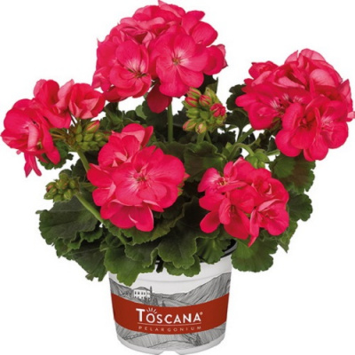 Pelargonium zonale Toscana Smart Carla Hot Pink Impr