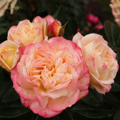 Rosa Concorde