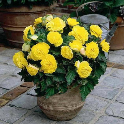 Begonia Non Stop Yellow
