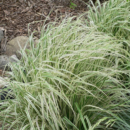 Calamagrostis Overdam_2
