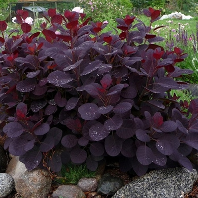 Cotinus coggygria Royal Purple