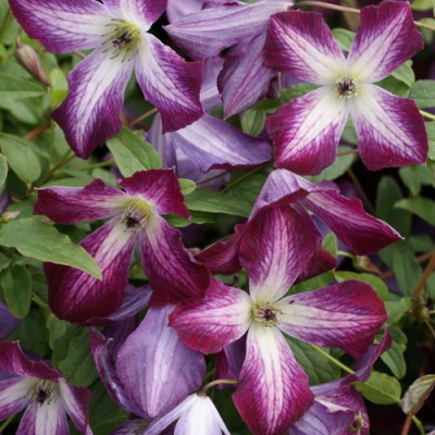 Clematis Minuet