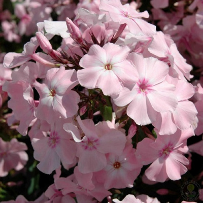 Phlox Rosa Pastell