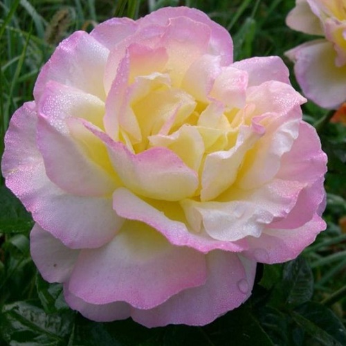 Rosa Gloria Dei_1