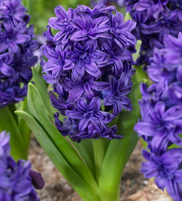 Hyacinth Manhattan