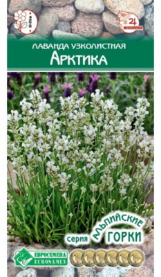 Лаванда Арктика