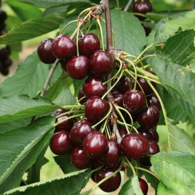 prunus cerasus 'shokoladnica'