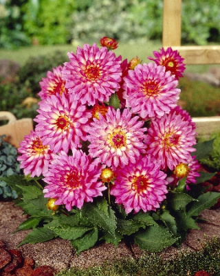 Dahlia Gallery Bellini 1
