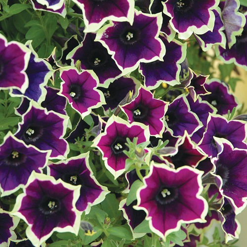 Петуния Cascadias Rim Magenta