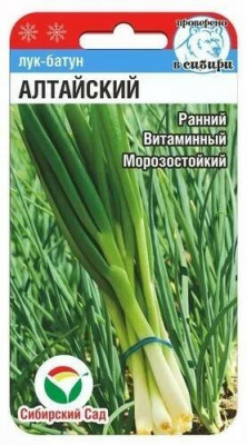 Лук батун Алтайский