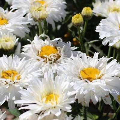 Leucanthemum Crazy Daisy_1