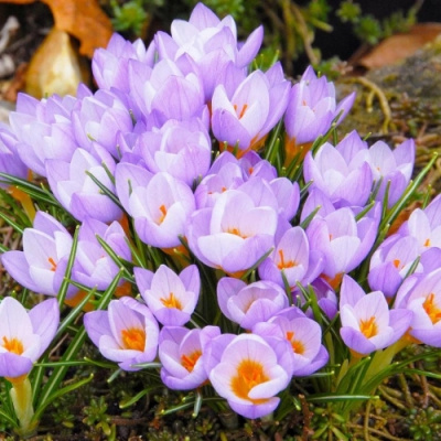 Crocus Siberi Firefly