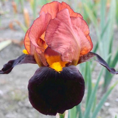 Iris Momaquin