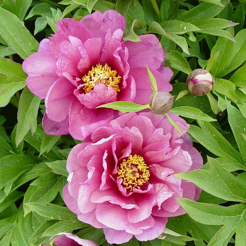 Paeonia Yankee Doodle Dandy
