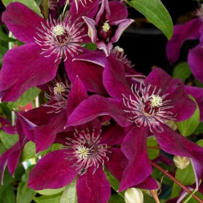 Clematis Huvi