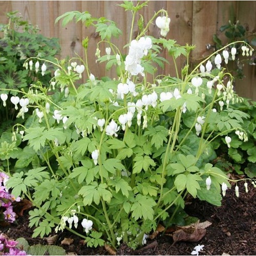 dicentra-spectabilis-alba_1
