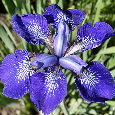 Iris sibirica I See Stars