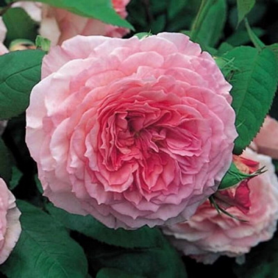 Rosa James Galway_5