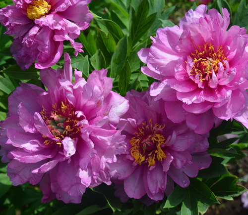 Paeonia First Arrival_3