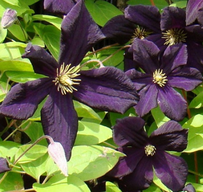 Clematis Romantika