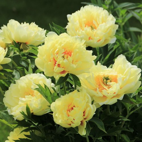 Paeonia Bartzella_5