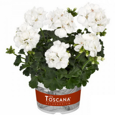 Toscana Castello White (Isabella)