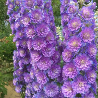 Delphinium Highlander Lilac Sensation