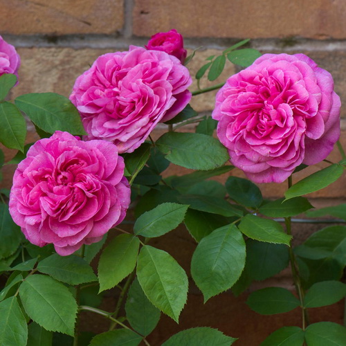 Rosa Gertrude Jekyll_3