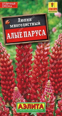 Люпин Алые паруса