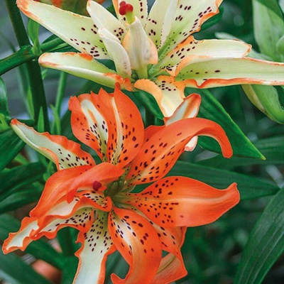 Lilium Must See
