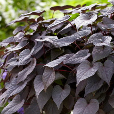 Ипомея Black heart (Ipomoea  Black heart)