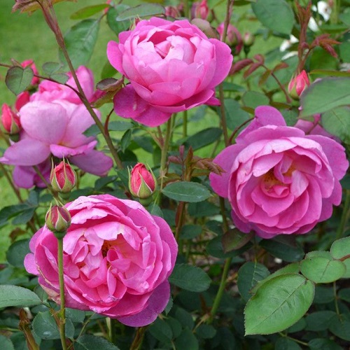 Rosa Royal Jubilee