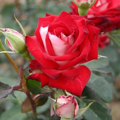 Rosa Alliance