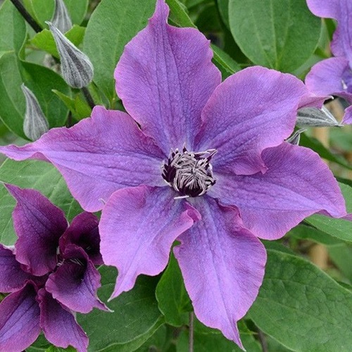 Clematis Guiding Star_3
