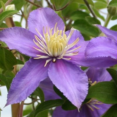 Clematis Justa
