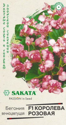 Бегония Королева розовая