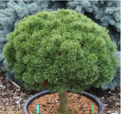 Pinus mugo Litomysl