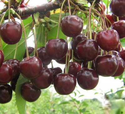 Вишня КУРЧАТОВСКАЯ