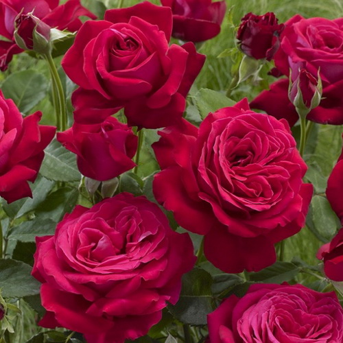 Rosa Dame de Coeur