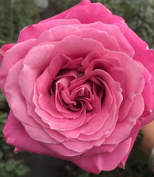 Rosa All4Love