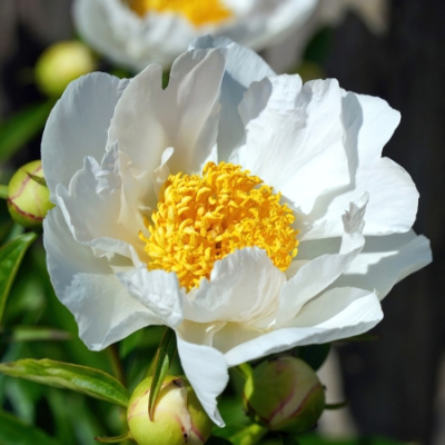 Paeonia Krinkled White