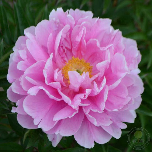Paeonia Impossible Dream