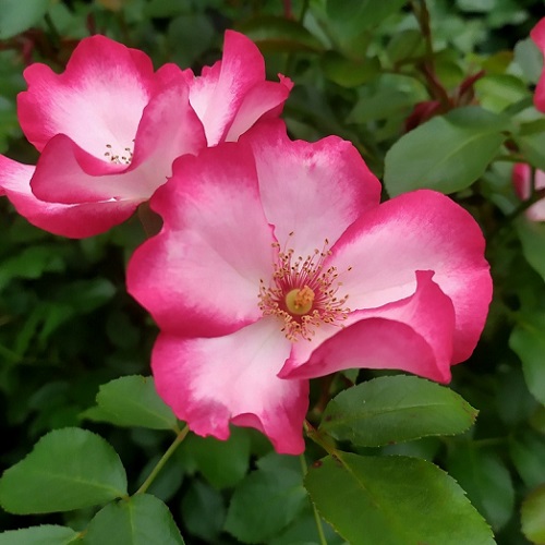 Rosa Pretty Kiss_2