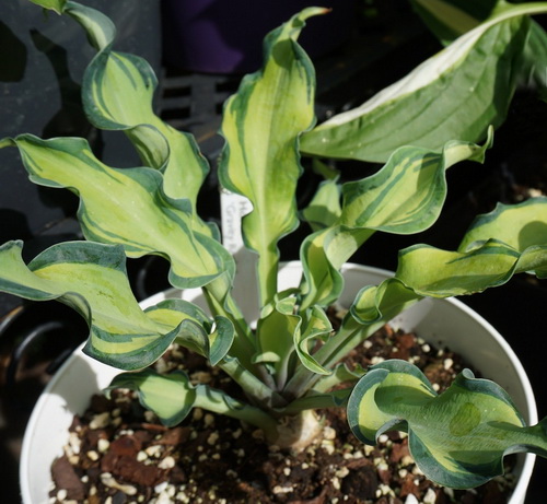 Hosta Gravity Rocks_1