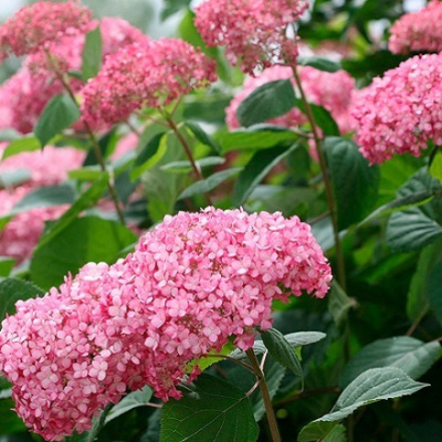 Hydrangea Eco Pink Puff