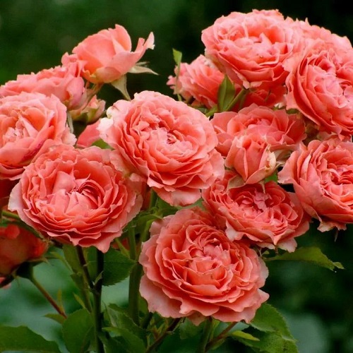 Rosa Corail gelee_1