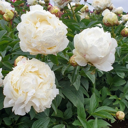 Paeonia Ivory Victory_1