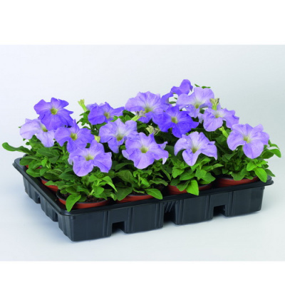 Петуния Tritunia Sky Blue