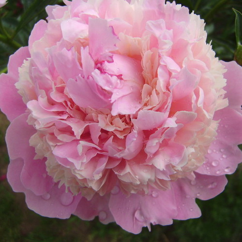 Paeonia Angel Cheeks
